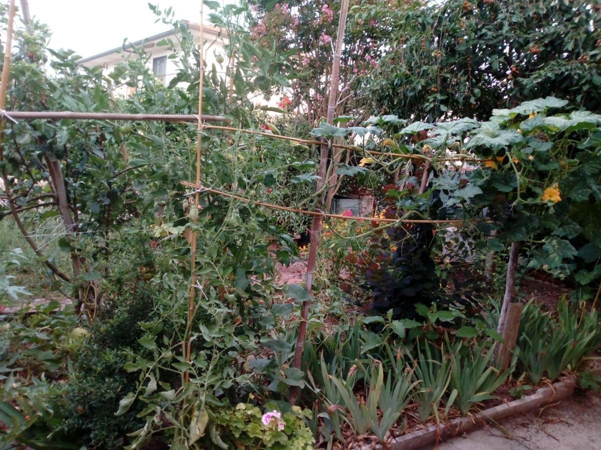 Il Cactus Bed and Breakfast San Giovanni Incarico Εξωτερικό φωτογραφία